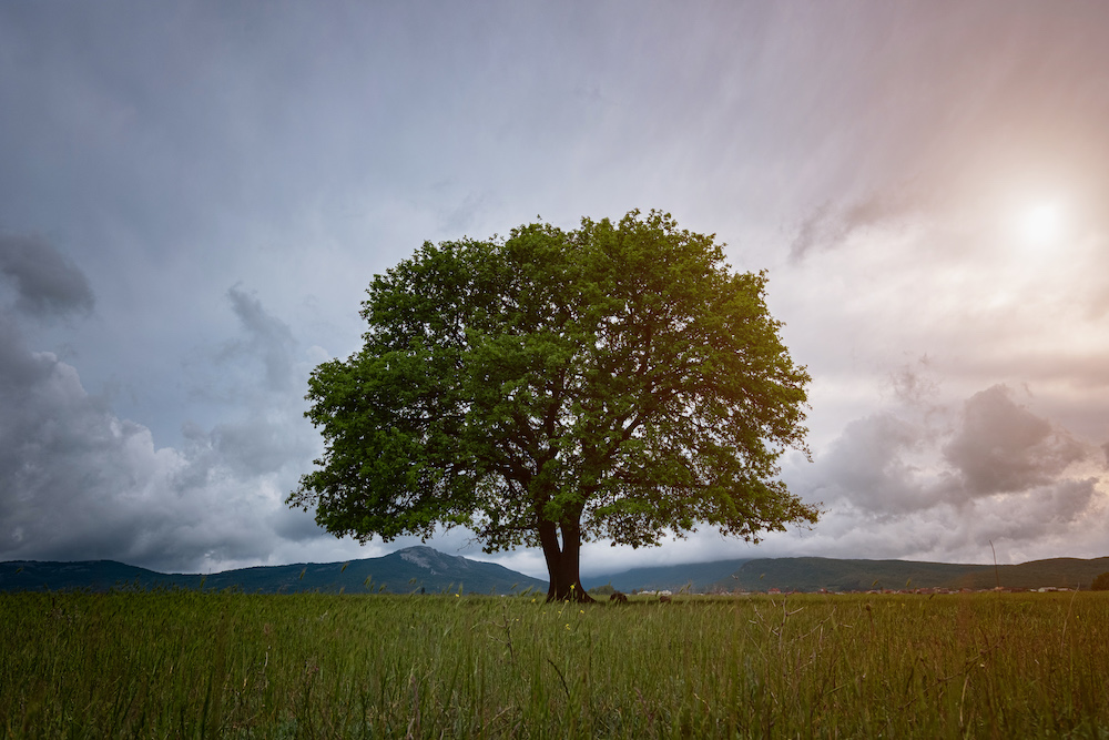 large oak tree in the middle of a field. tree is green with blue and pink clouds behind it.